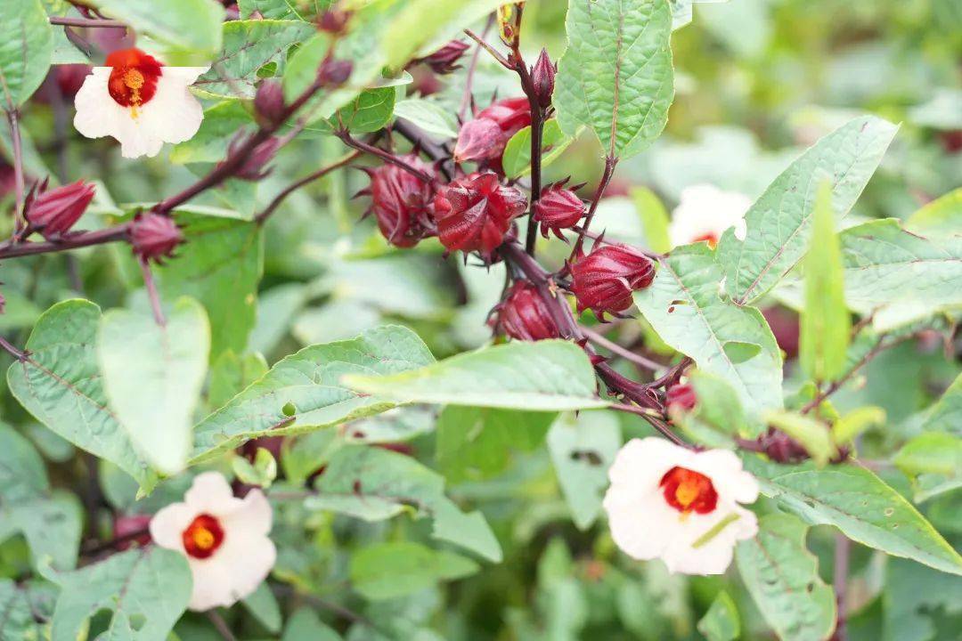 红桃_网友_小时候