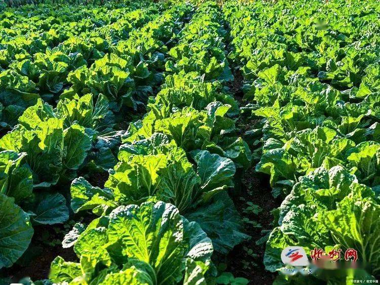 忻州网河曲讯(通讯员 王瑞琴) 暮秋初冬,田野处处糜香谷黄,农家男女