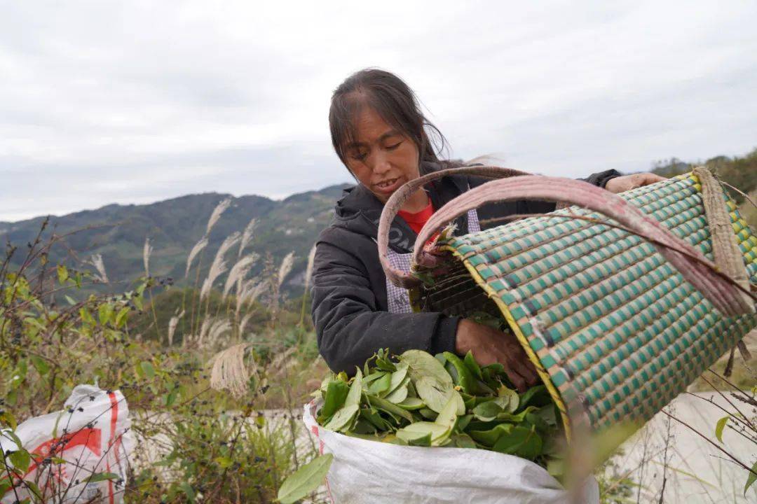 石朝乡:金银花叶采收忙_大漆_种植_叶子
