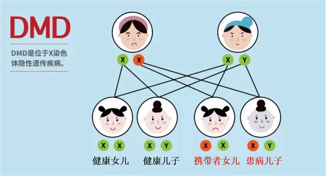 遗传示意图图片