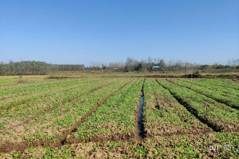 油菜已經長出(央廣網記者 趙家慧 攝)為推廣機械育插秧技術,張啟生