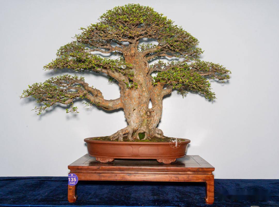 "风华正茂"榆树 高130cm 张友江藏品"翠盖华章"五针松 高105cm 郑巨相