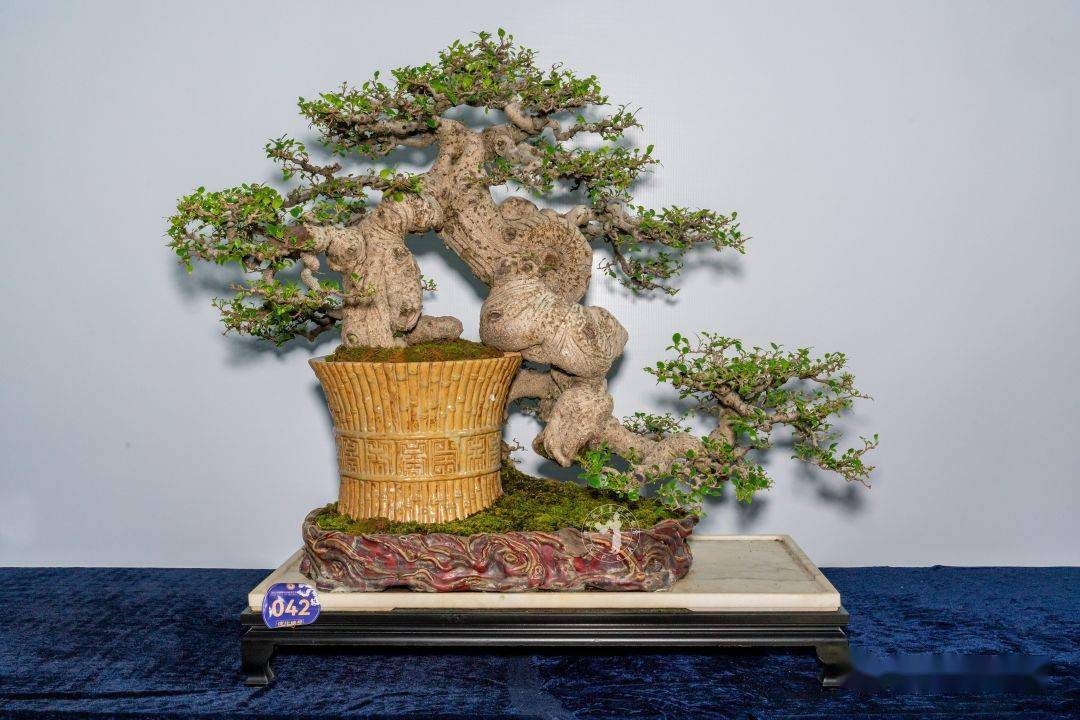 第三弹!中盆协会员展评分(下)_cm_藏品_真柏