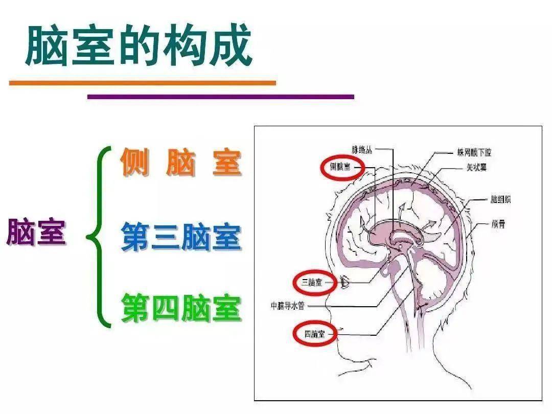 (左,右大脑半球内),第三脑室(间脑内)和第四脑室(小脑和延髓脑桥之间)