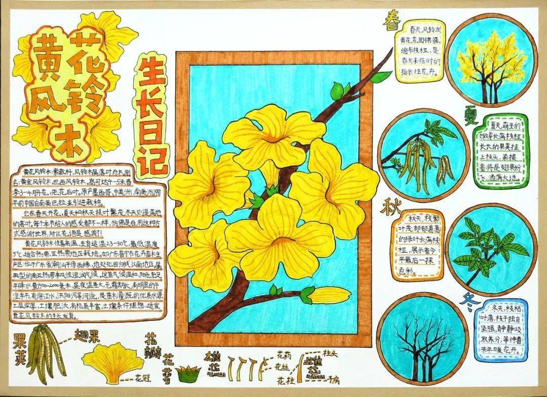 银杏树的自然笔记图片