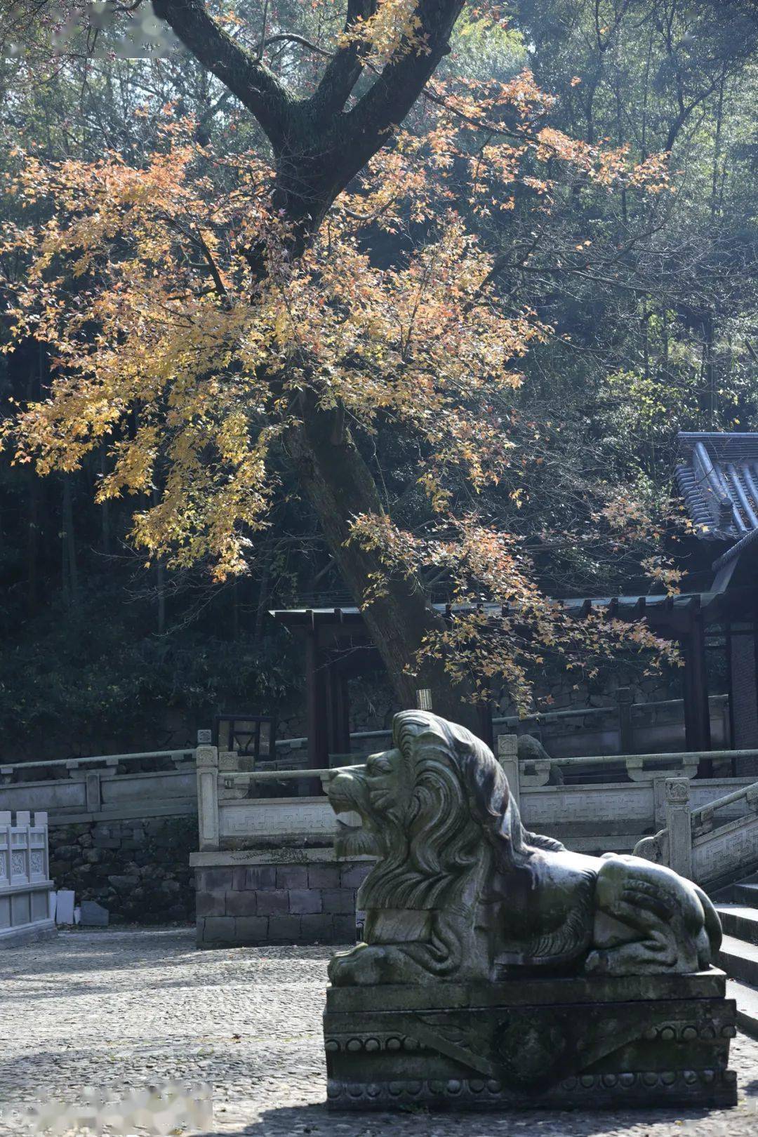 金峨寺枫香/《山野寻芳》插图马银花/《山野寻芳》插图江山风月本