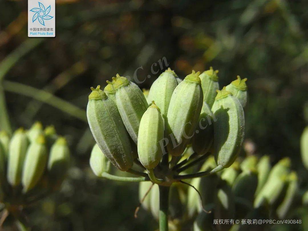 【关注】藏在厨房里的中药——小茴香_果实_香料_部分