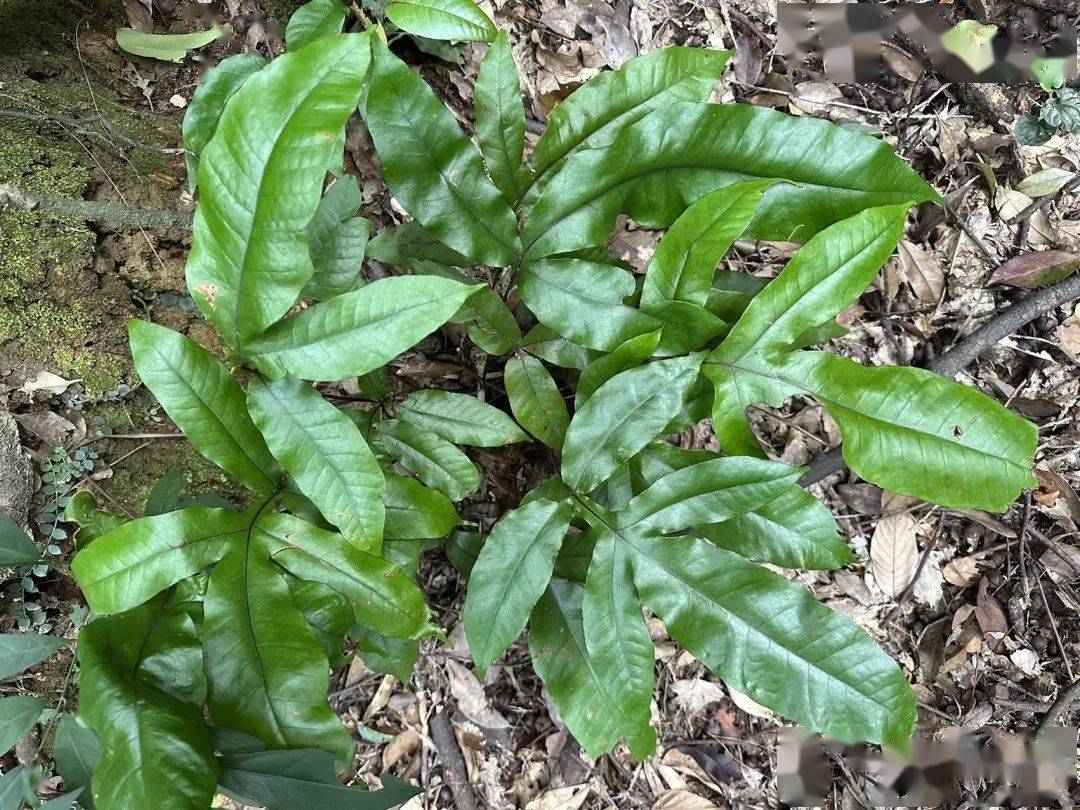 沙皮蕨_孢子囊_叶子_时候