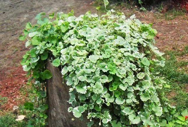 花叶活血丹,好看又好养,一节枝条就能轻松插出一爆盆!_水果_繁殖_盆栽