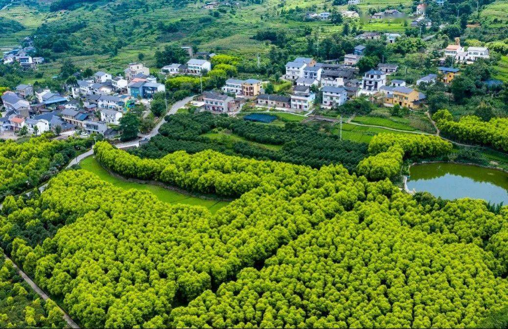 柳荫镇:绘就乡村振兴新画卷_村民_土地_产业