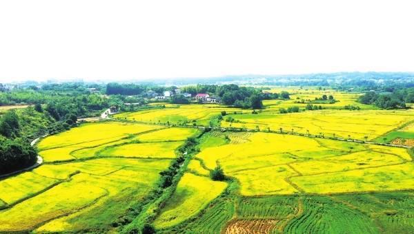 (岳阳市资规局供图)潘海波 蒋恒意 周 磊富饶肥沃的东洞庭湖平原,今年