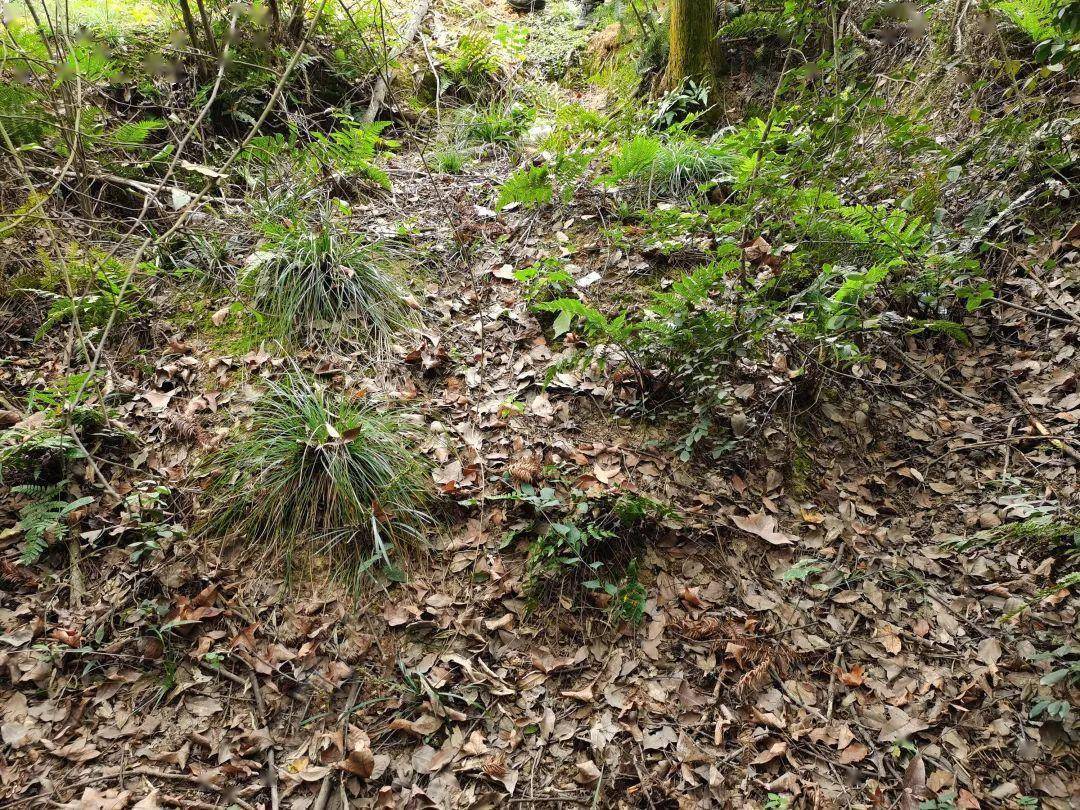 在荒烟蔓草中沉睡八十五年_时间_墓地_士兵