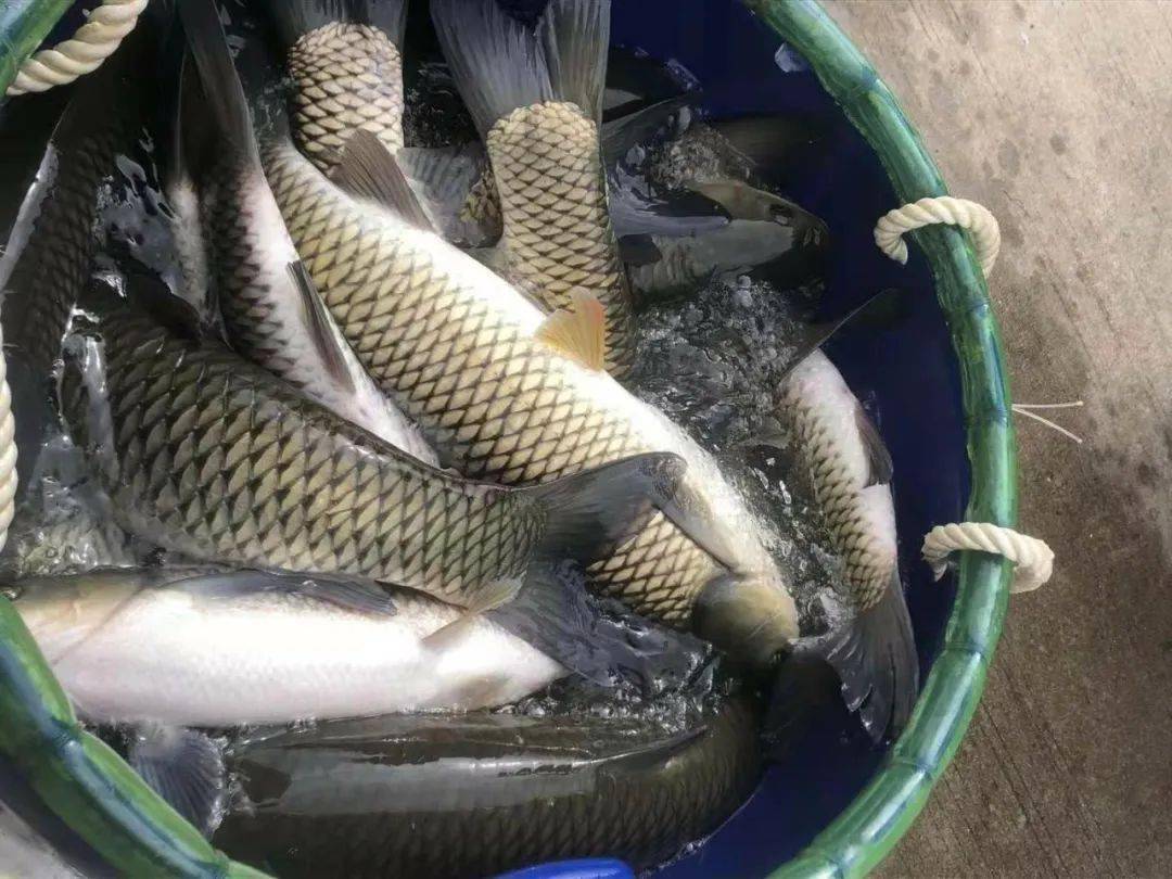 草鱼持续低迷,鲫鱼,鲤鱼,鲢鱼齐跌.后市能回暖吗?_价格_鱼价_行情