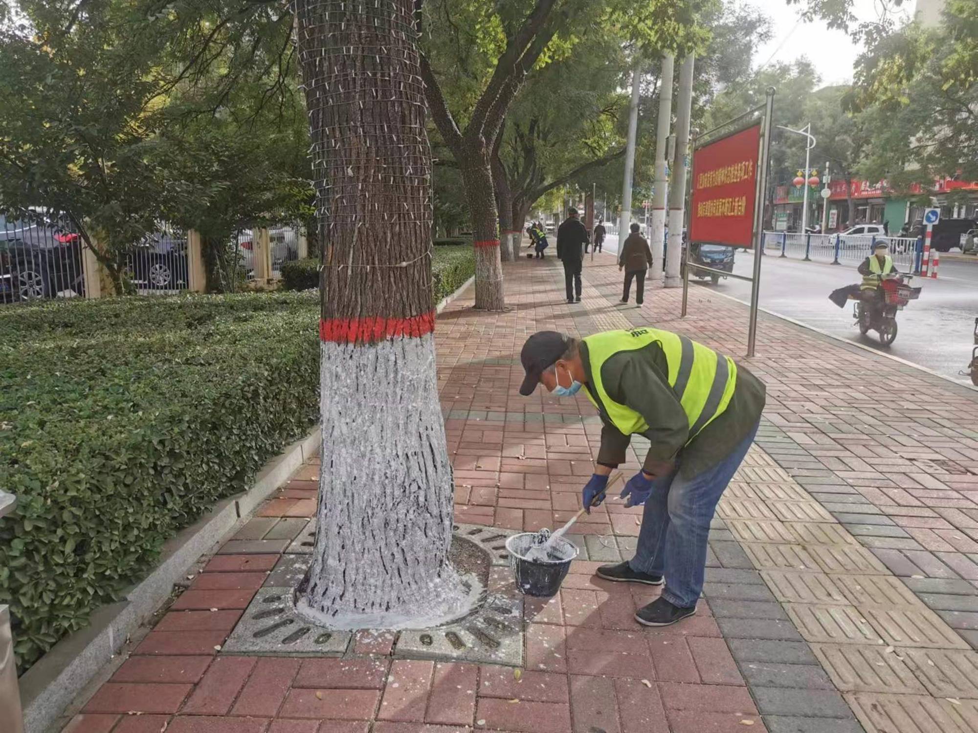 河北安国:树木涂白加“新衣” 精细养护正当时_管理工作_工人_王艺霖