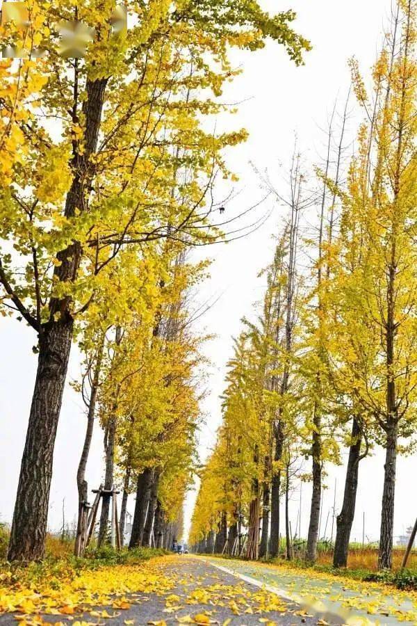 树叶随风飘落,美不胜收银杏道上,金黄挂满枝头寀卢村的共享田园内深秋