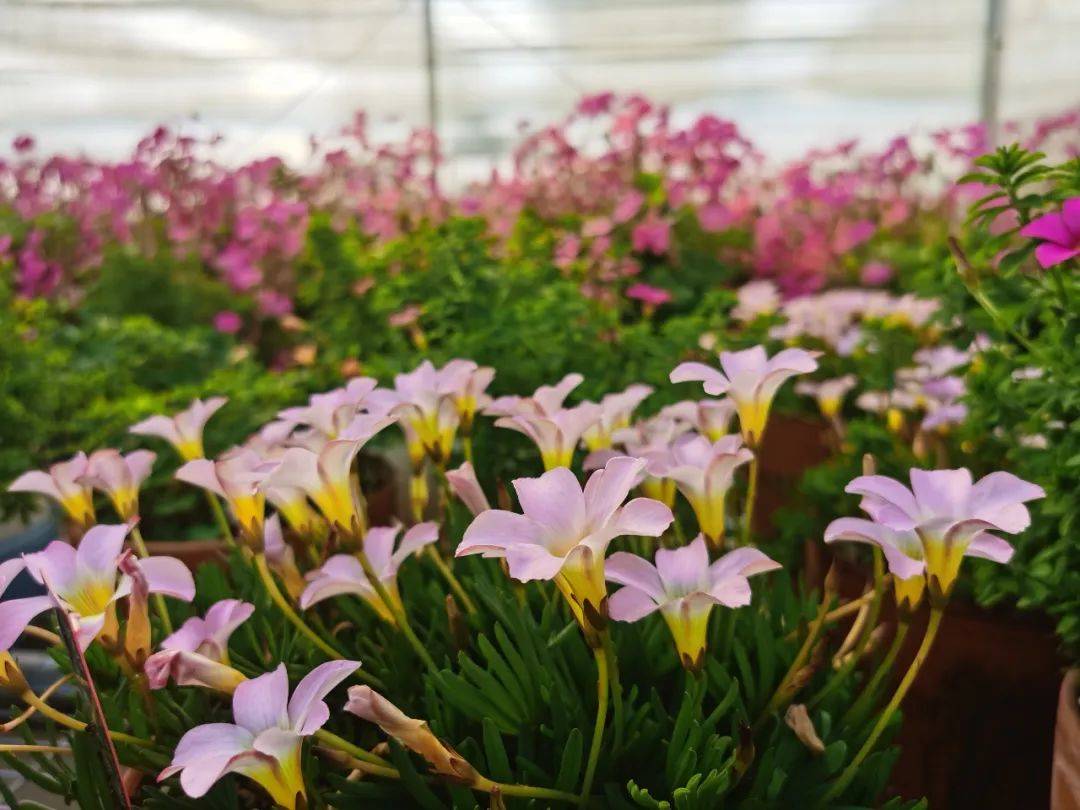 酢浆草观赏季来临,来大饱眼福~_新品种_时间_游园