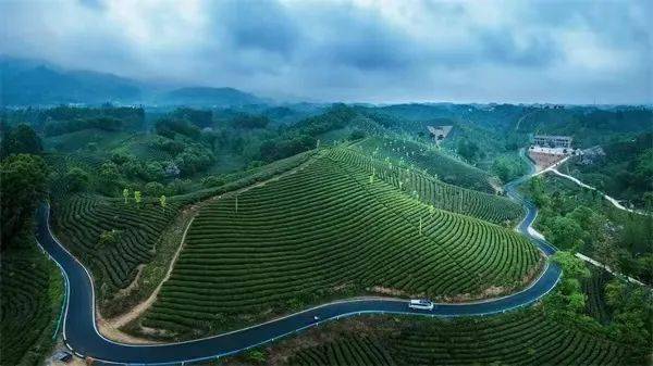 茶园→茶山→茶乡,信阳茶源绿道美醉了!_旅游_美乡村_公路