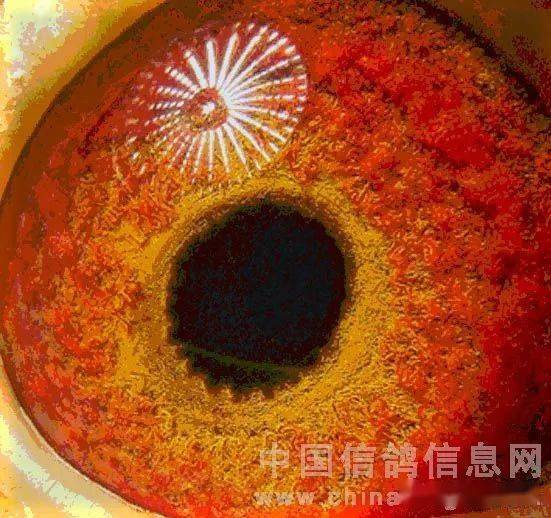 罗伯特选种"首要是鸽眼"_瞳孔_眼睛_种鸽