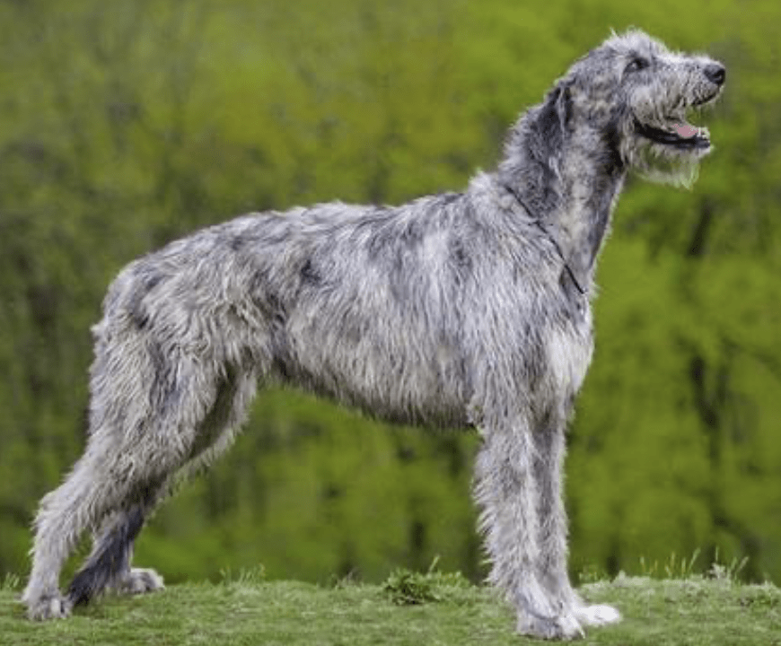 增加罗纳威等19种烈性犬,深圳这些犬种或将禁养._名单_意见_贝林登