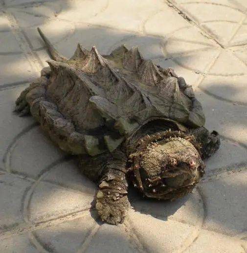 大鳄龟的物种危害~~大鳄龟保持了原始龟的特征,嘴巴前端的上下颌呈