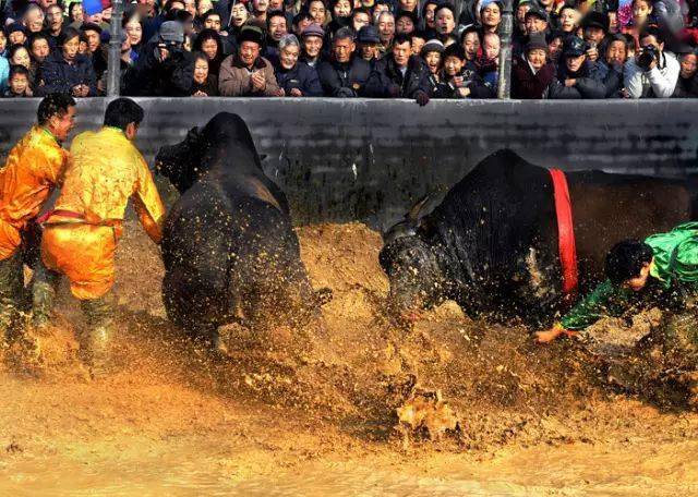 看斗牛,喝牛汤……_活动_武义_时间