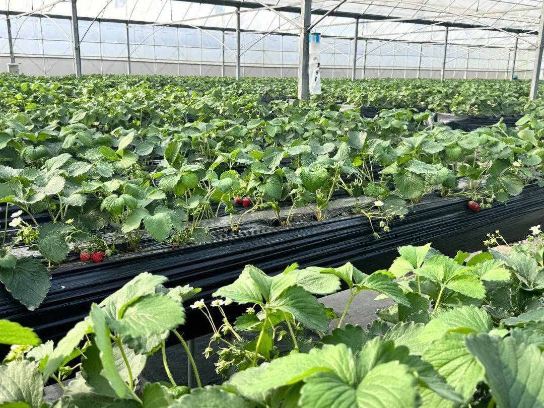 白鹤草莓陆续成熟上市,立冬后的第一颗草莓你吃了吗?_种植_个头_上海