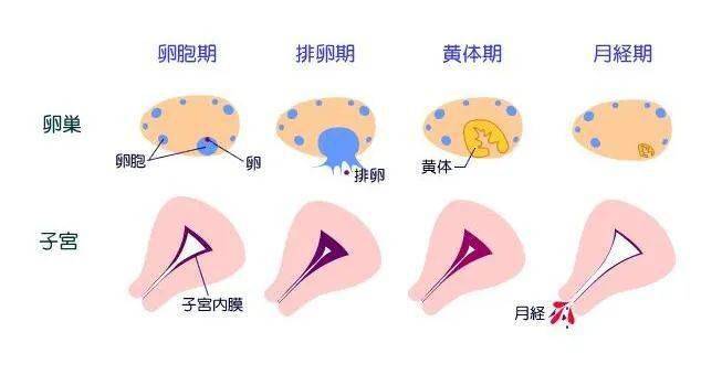 排卵期宫颈实物图图片