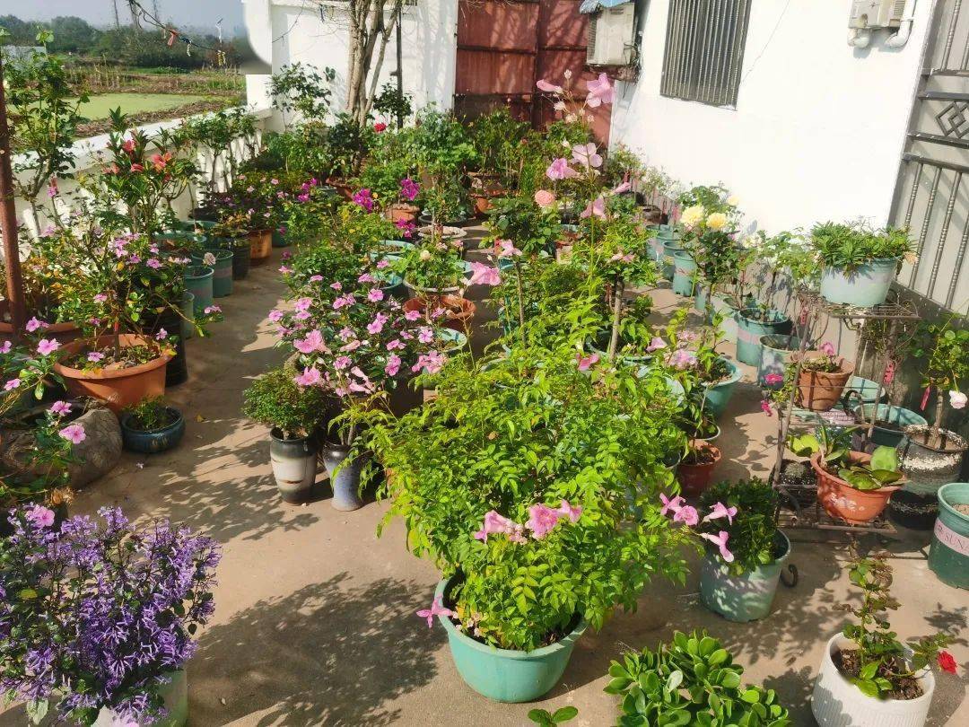 美就在你我身边!快来看看我们的"栖霞区美丽庭院示范户"(一)