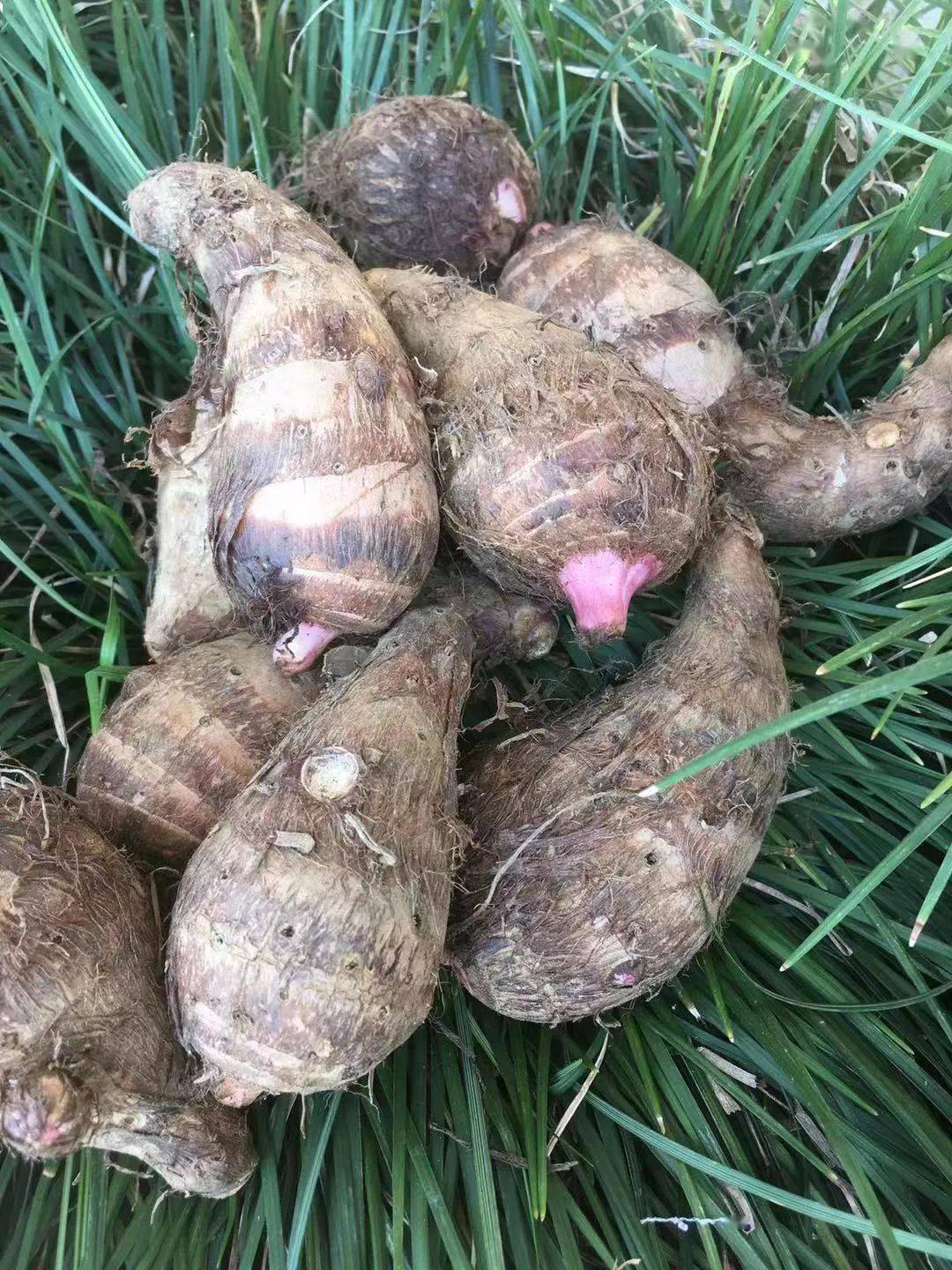 韶关的秋冬好物,竟有那么多!_沙溪_功效_大布