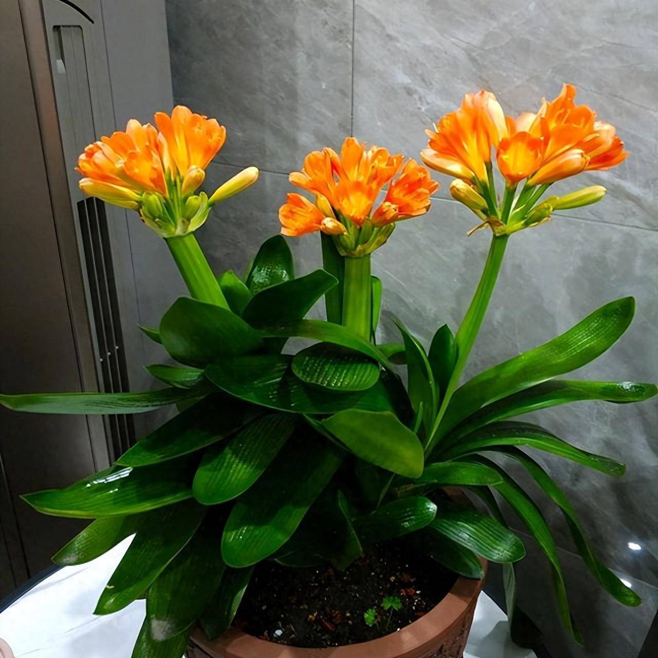 现在君子兰的价钱很便宜,你要知道,一朵花的价钱越卖越便宜,原因就