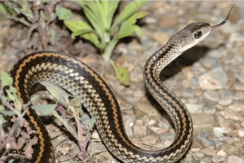乌梢蛇,蛇目游蛇科乌梢蛇属爬行动物,又名剑脊乌梢,黑花蛇,在中国分布