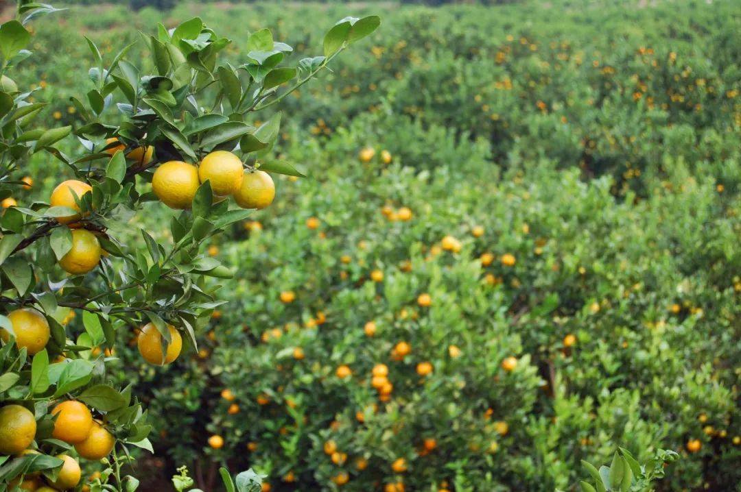 不管是赣南脐橙,还是丹霞皇帝柑皆是应节的优质鲜果!