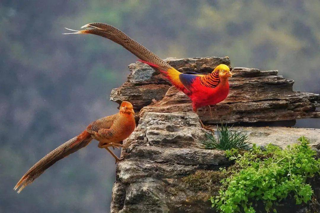 公主请出发——太白山等你!_王子_化身_秦岭