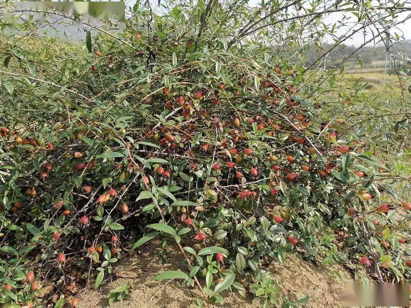 江西九江市德安县金樱子后期货开始上市_植株_情况_熊先生