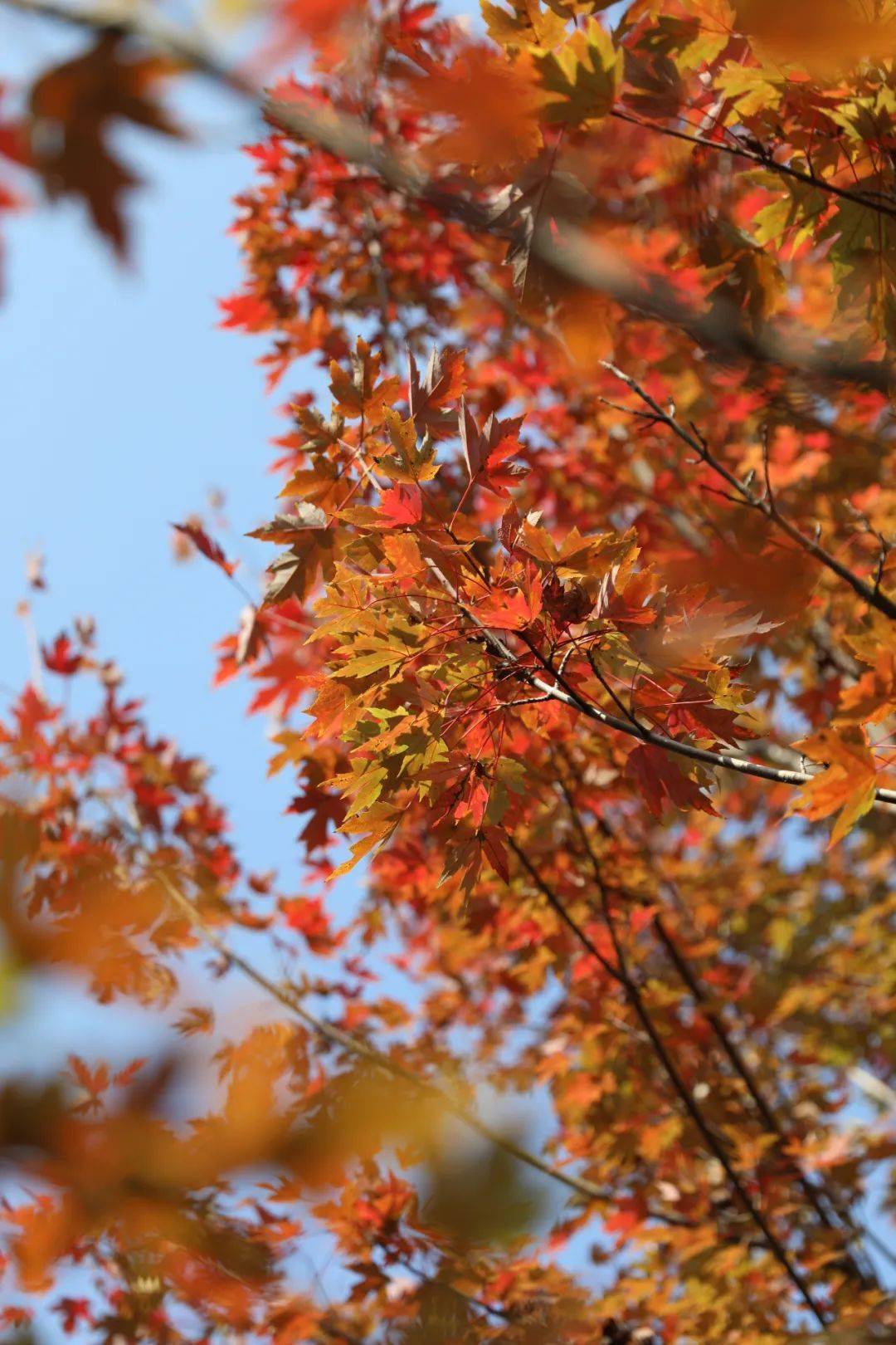江夏的枫叶红了,错过又要等一年!_大道_公园_桂荣