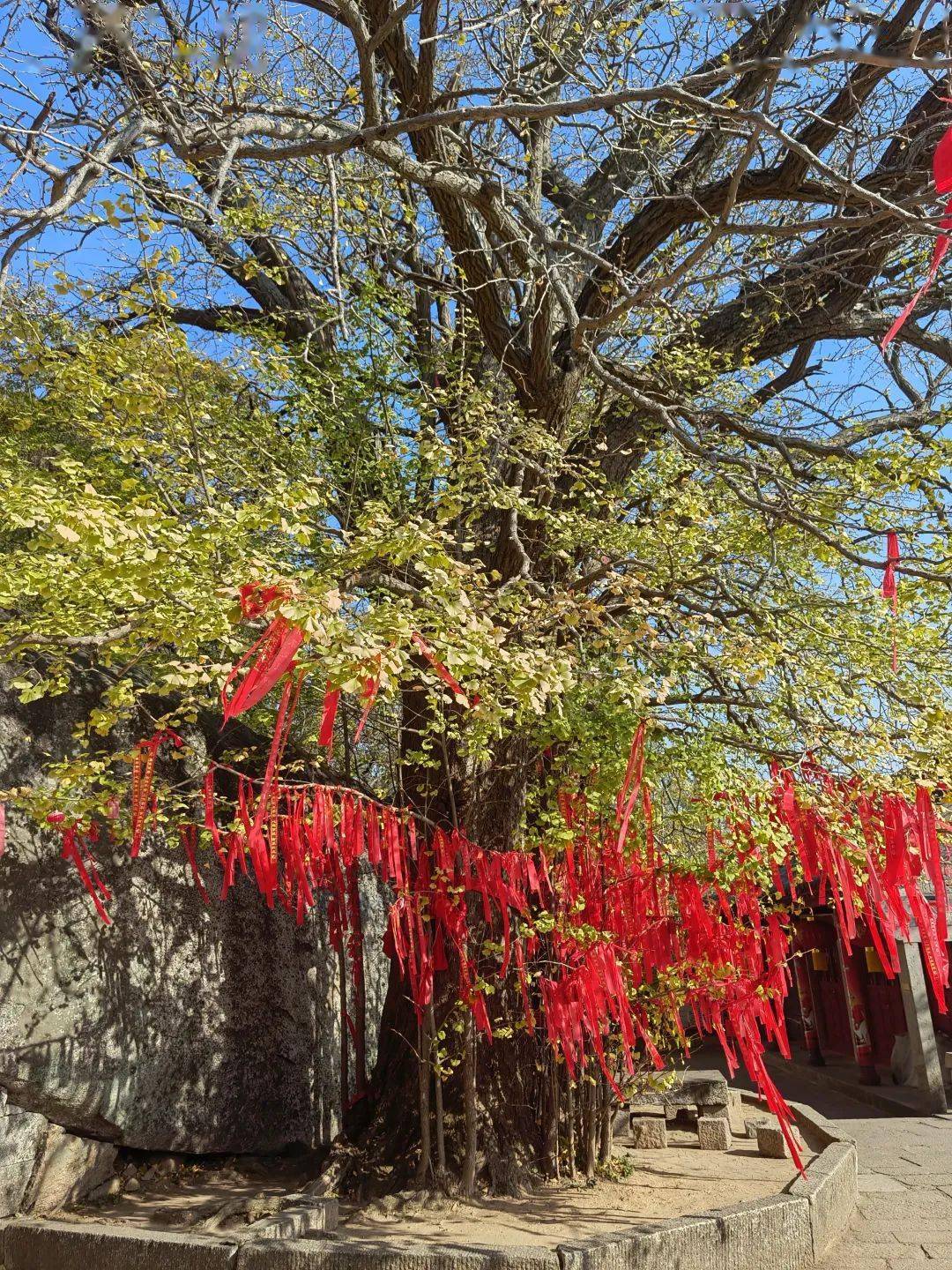 青岛崂山上清宫银杏树图片