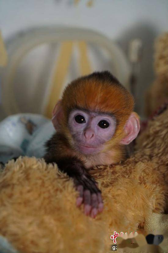 贵州森林野生动物园成功救助一只黑叶猴幼崽_娄梅麟_育幼_头部