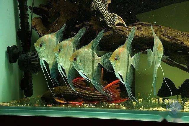 a613分享的 马产红背埃及gzfish分享的埃及和红背埃及第五个作品来源