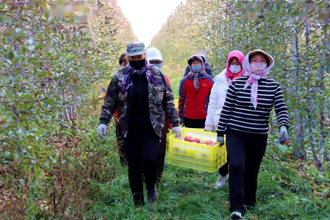 9万亩果品产业"果"然给力_苹果_种植_果园