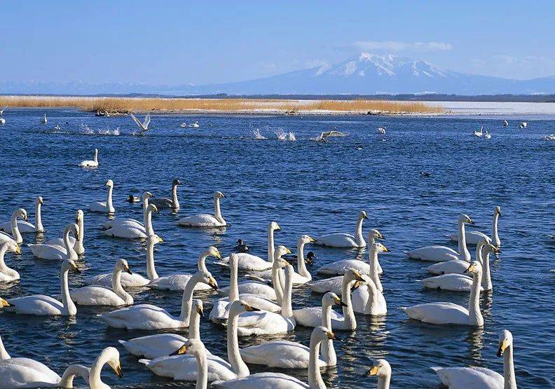 秘境冬疆-新东方快车8日之旅_天山天池_白天鹅_新疆