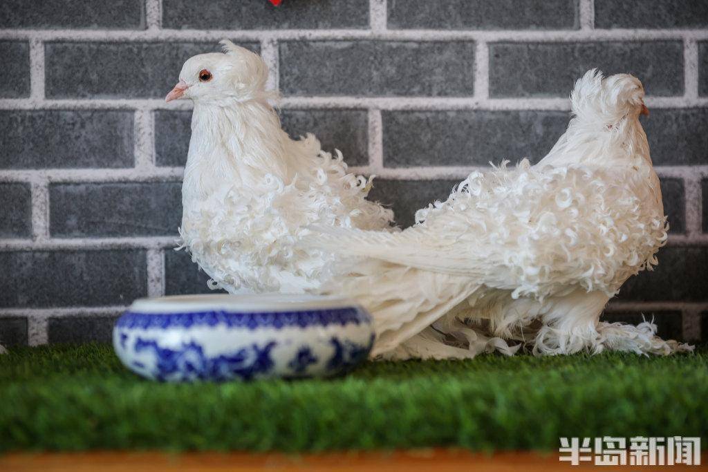 这些鸽子你见过吗?