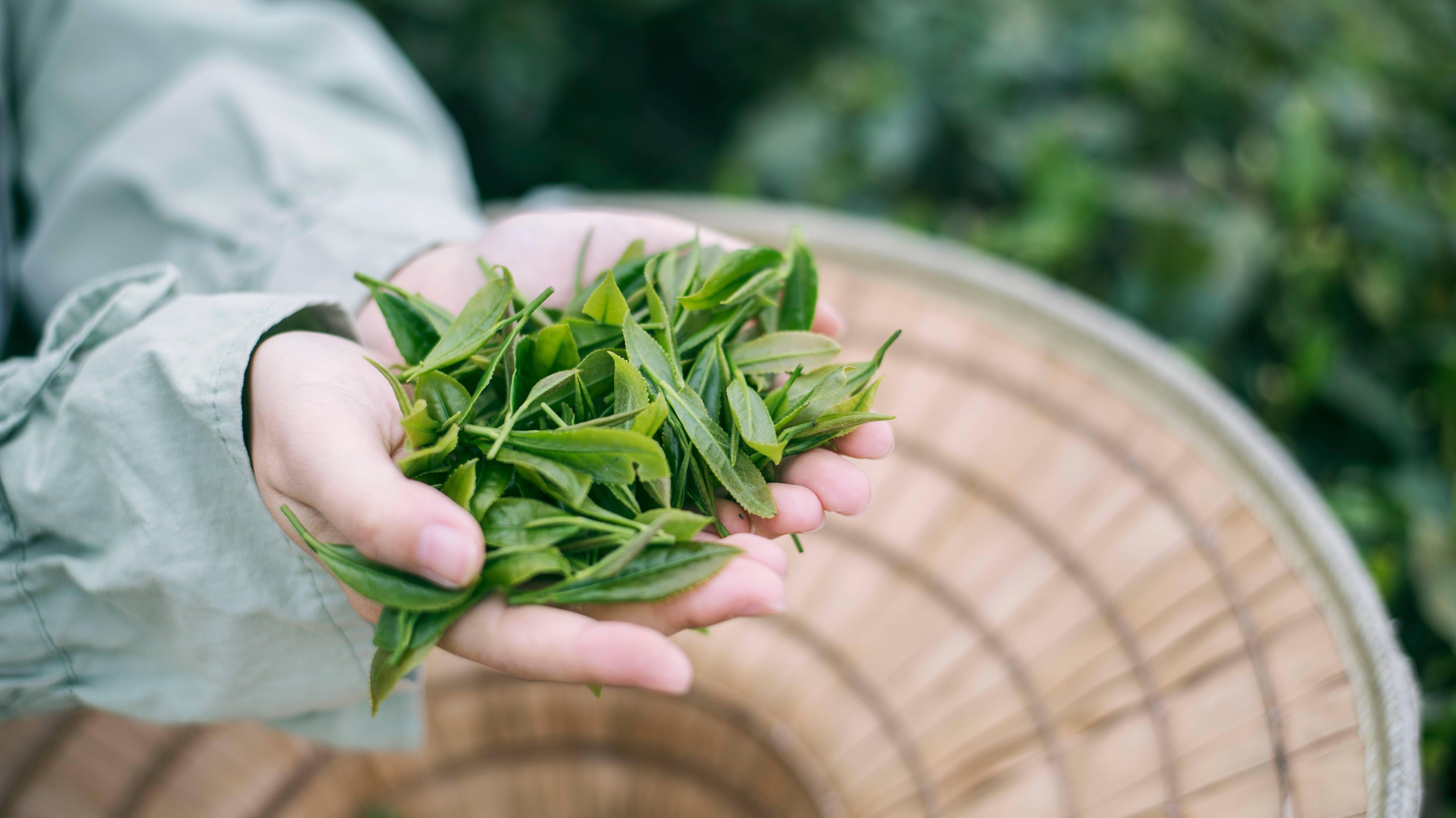 茶叶高清图片图片