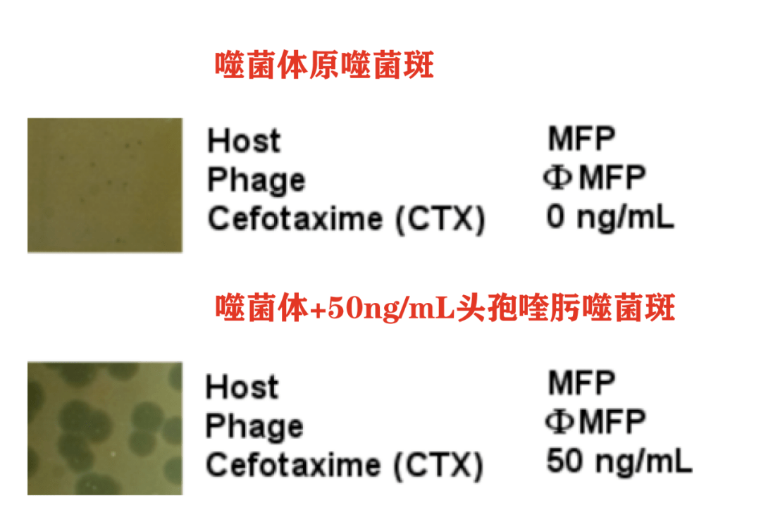 抗生素使噬菌體噬菌斑增大水產前沿:如何看待致病菌也會對噬菌體產生