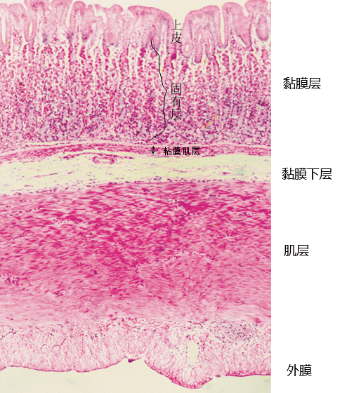 胃底腺图片图片
