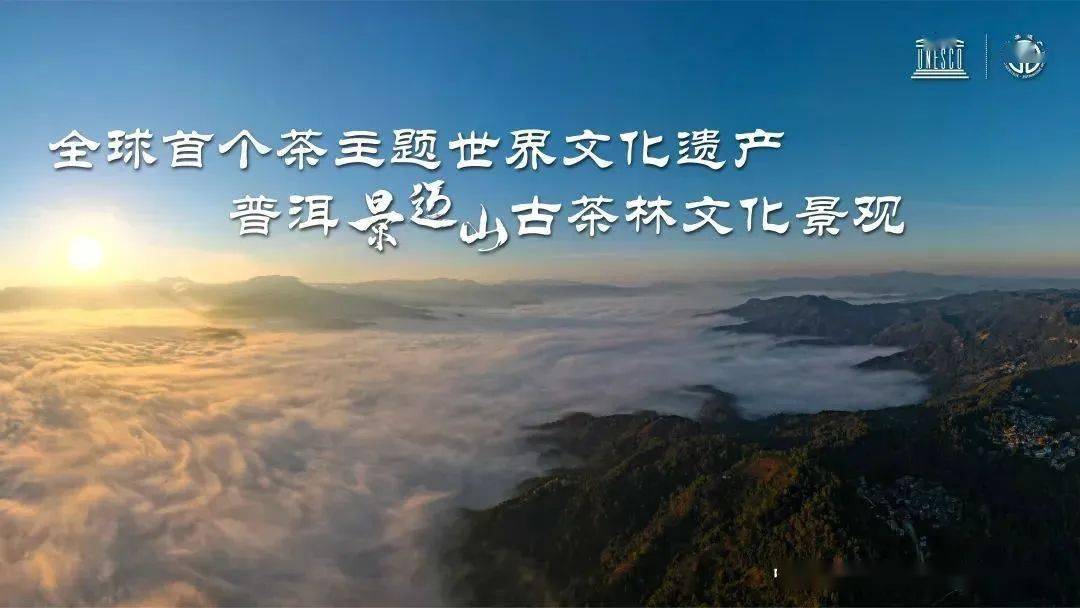 育见| 13年的景迈山申遗之路._茶林_茶树_主题世界