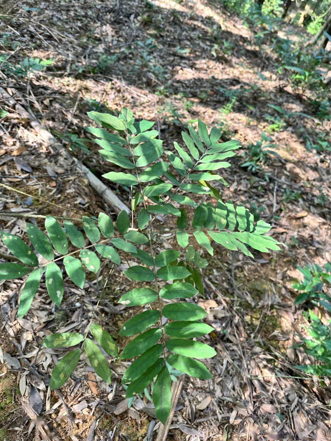 南平首次发现小叶红豆,为国家一级保护植物