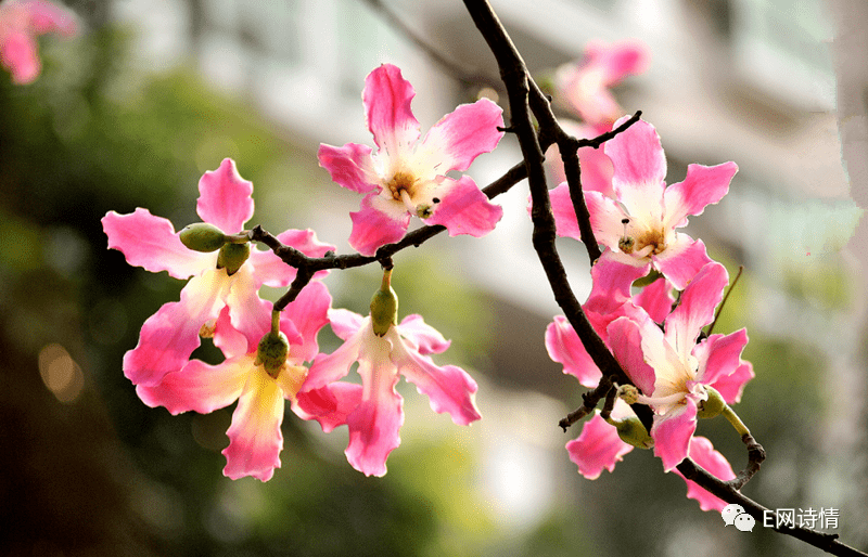 【戴卫国】美丽异木棉