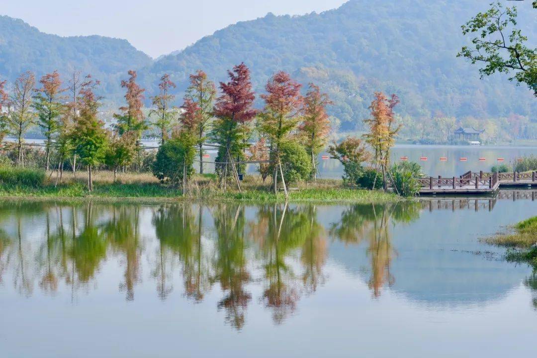 "彩虹树"火出圈 快来双浦镇铜鉴湖打卡"限时浪漫"_水杉_影响_气温