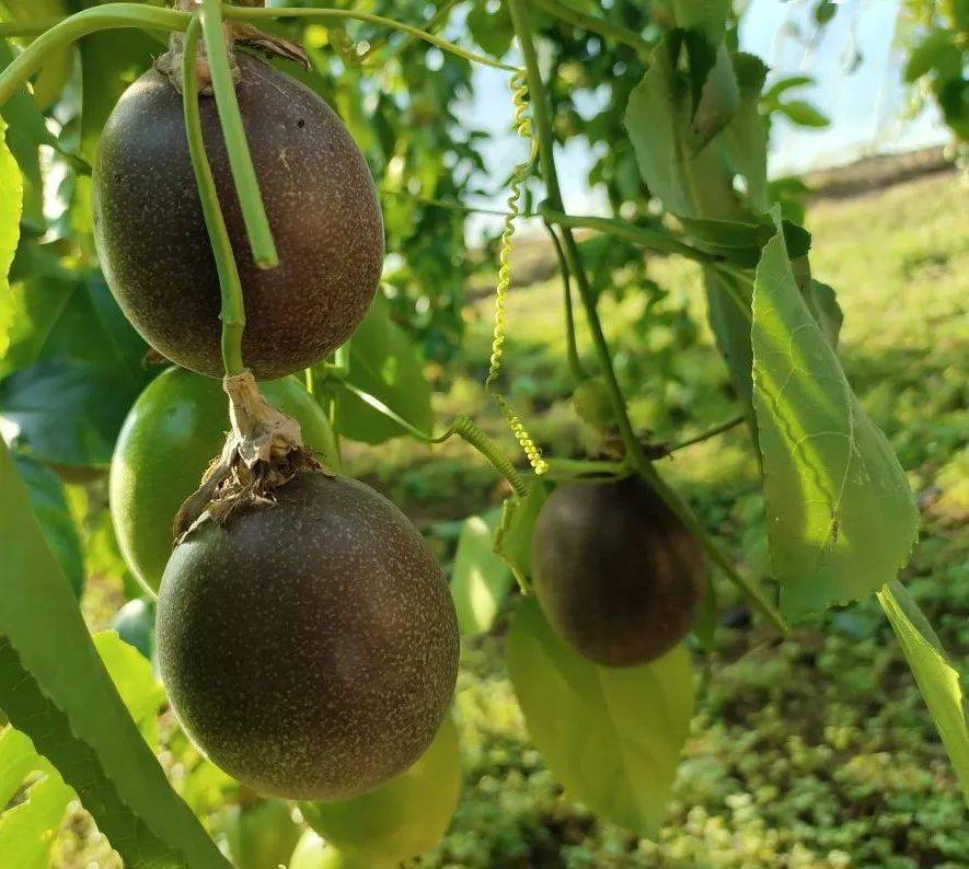 红色马镇葛根庙四季都美 之百香果