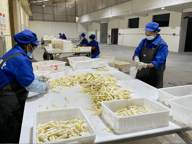 广西柳城酸笋加工厂图片